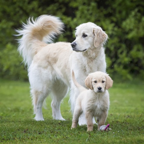 Hond Accessories Natvoer Junior 200g 6 Stuk -3- Anifit